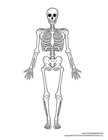 Diagram of Human Skeleton